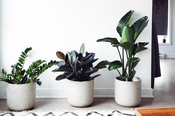 best-air-purifying-plants-for-home-office-wellbeing